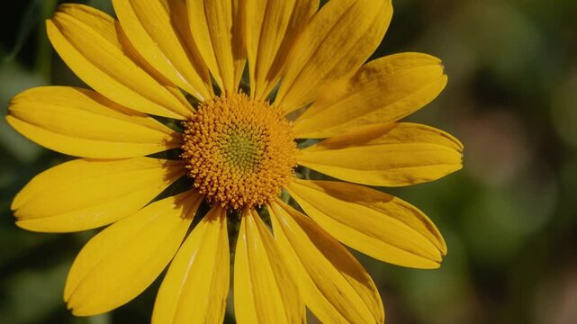 Blooming yellow flower time-lapse in natural light