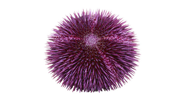 Purple sea urchin with sharp spines