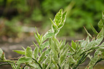 Fototapeta premium A close-up view of a tropical plant with beautiful variegated leaves, featuring a mix of green and white edges.