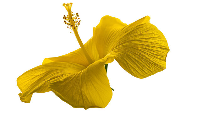 Yellow hibiscus flower with stamen and pistil