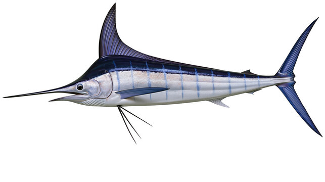 Blue Marlin Fish with Spear-like Bill and Dorsal Fin