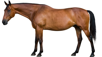Brown horse with black mane and tail standing profile view © Isolde