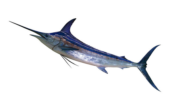 Blue Marlin Fish with Long Bill
