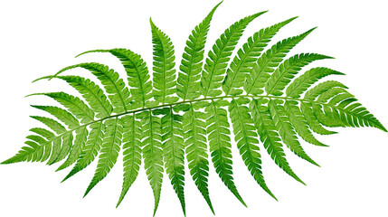 Green fern frond with detailed leaves and veins © Isolde