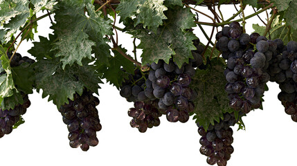 Dark purple grapes with green leaves hanging from vine © Isolde
