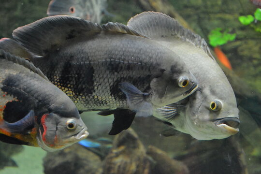 Group of black pacu fish swimming in a freshwater aquarium. Close-up of large tropical fish with detailed scales and fins in clear water. Ideal for themes of aquariums, aquatic wildlife, ichthyology