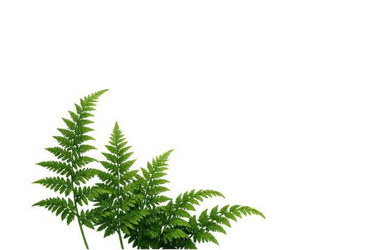 A beautiful lush green fern plant leaf arrangement captured as an isolated object on a transparent background isolated on transparent background