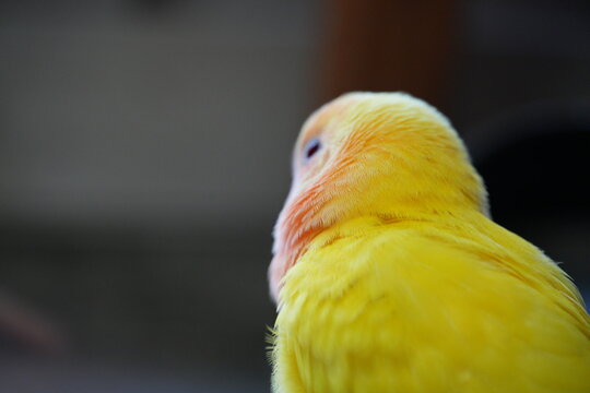 A close-up shot of yellow lovebird back feathers.