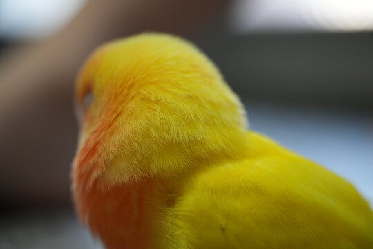 A close-up shot of yellow lovebird back feathers.