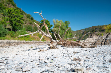 Deadwood or driftwood at dry riverbed due to extreme drought in Europe, dead tree, river with low...