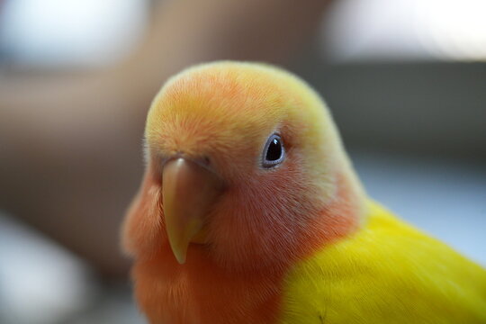 A cute yellow lovebird looks closely at the camera.
