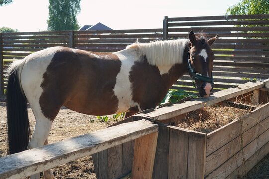 Brown and white horse with a bridle eating hay in a wooden enclosure under sunlight. This picturesque rural scene captures the peacefulness of a farm environment