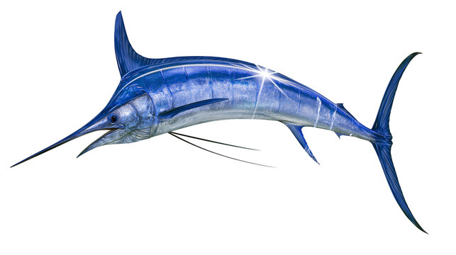 Blue Marlin Fish Swimming