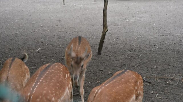 Close-up view of fallow deer females and spotted fawns being fed in a park. Great background for animal welfare and travel videos.