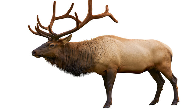 Majestic bull elk with large antlers and shaggy mane