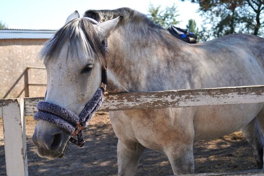 A gray horse with a halter chews on a wooden fence in an outdoor farm environment, surrounded by trees, displaying relaxed behavior on a sunny day