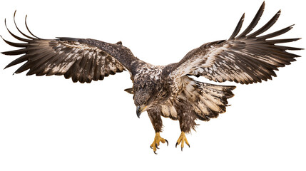 Obraz premium Eagle with wings spread wide, descending