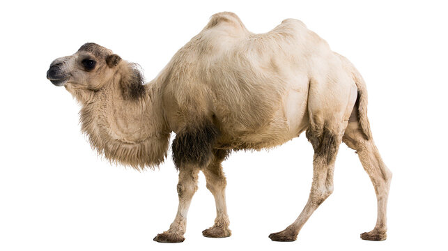 Dromedary camel with one hump light brown fur, standing profile view