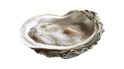 Fresh oyster in shell, raw seafood delicacy © Elowen