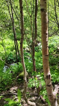 First person point of view walking down a narrow dirt trail in a lush green forest, hiking path surrounded by young trees and fresh ferns, outdoor adventure and nature exploration concept