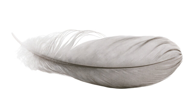 Delicate grey and white bird feather with fine barbs