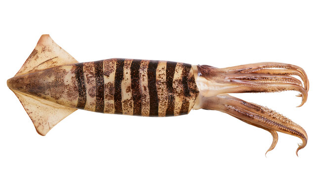 Raw whole squid with dark stripes and tentacles