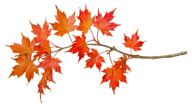 Autumn maple branch with vibrant red and orange leaves