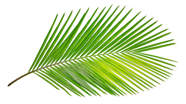 Green palm leaf frond with thin pointed leaflets