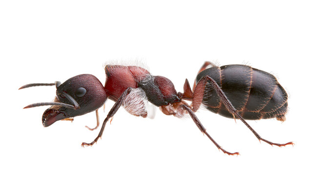 Black and red ant with segmented body and hairy legs