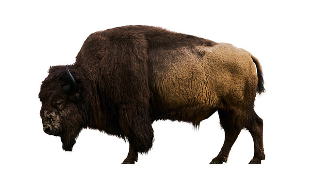 American Bison with shaggy brown fur and horns