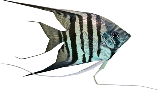 Angelfish with black and silver stripes