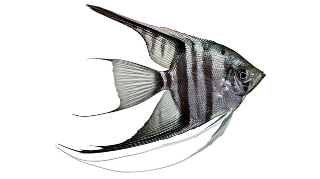 Angelfish with black stripes and long fins