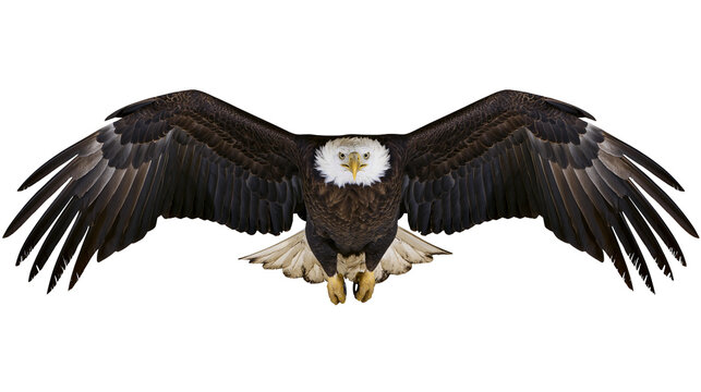 Bald eagle with wings spread wide, flying forward