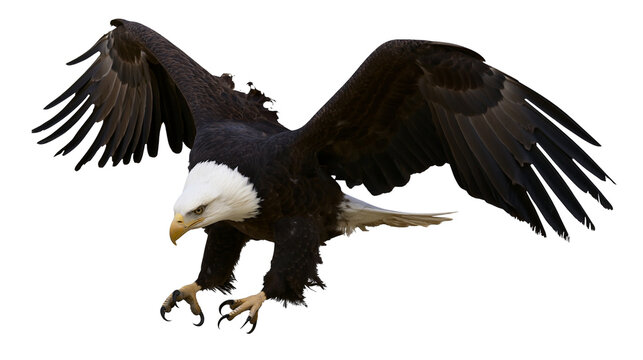Bald eagle bird with open wings flying downwards