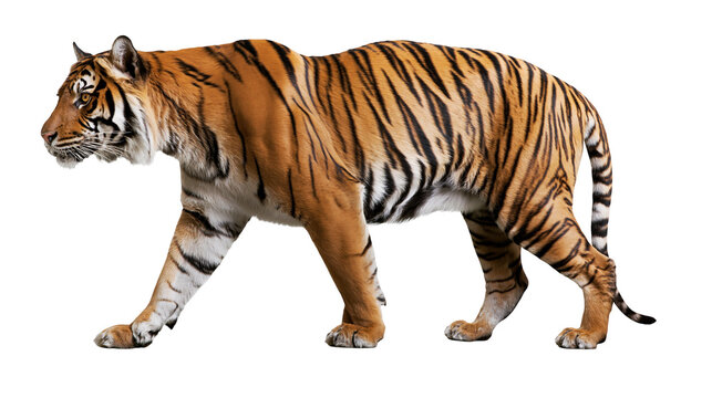 Tiger walking side view full body