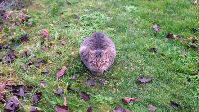 A striped street homeless gray cat sits on the grass, on the ground in autumn and meows. The ground covered with fallen off trees leaves. Autumn is coming up 