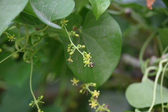 Tinospora cordifolia flowers. Its common name is&nbsp;guruchi,&nbsp;guduchi,&nbsp;amrita and the&nbsp;heart-leaved moonseed. It is a&nbsp;herbaceous&nbsp;vine of the family&nbsp;Menispermaceae.&nbsp;It has been used in ayurvedic medicine.