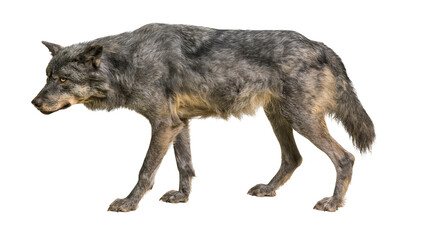 Gray wolf standing profile view on white © Andrei