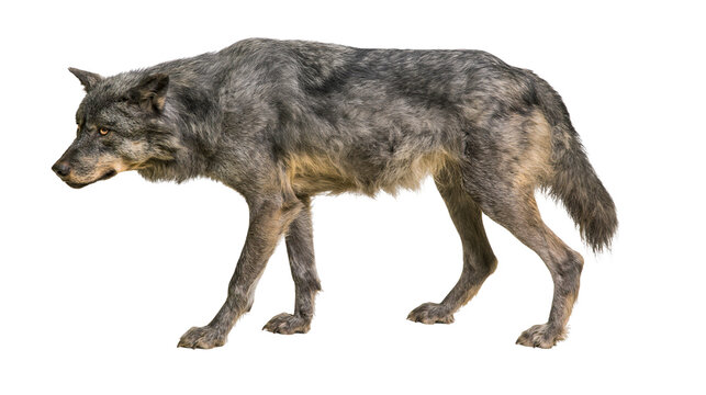 Gray wolf standing profile view on white