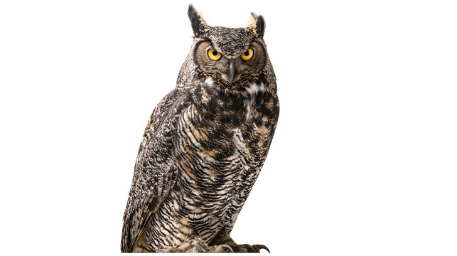 Great Horned Owl with yellow eyes and ear tufts
