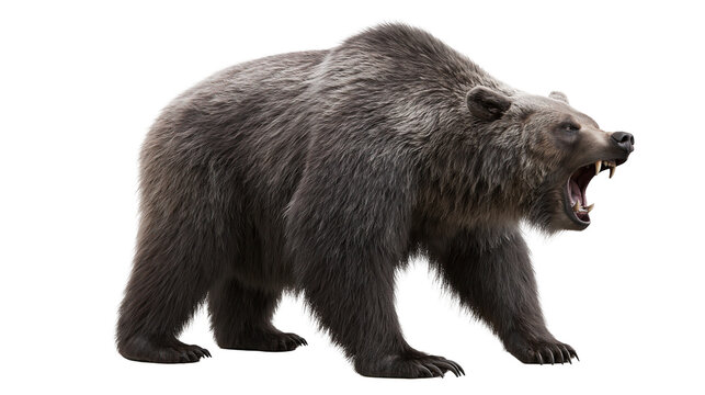 Grizzly bear roaring with open mouth and sharp teeth