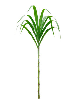 A single green sugarcane stalk with long leaves and segmented stem PNG Isolated on transparent background