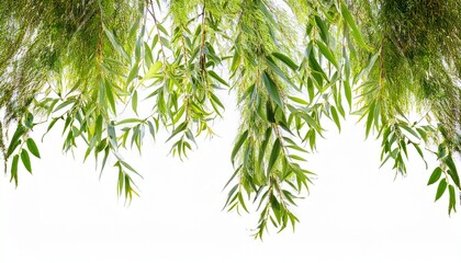 Fototapeta premium Weeping Willow Branch With Green Leaves Transparent Background