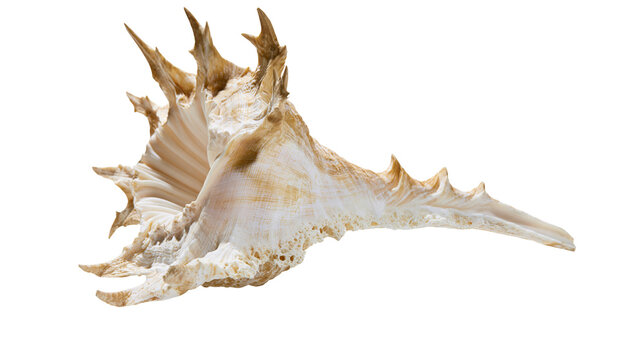 Spiky beige and white seashell with intricate texture