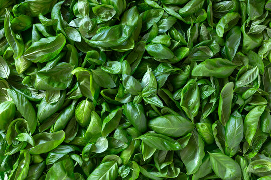 Fresh Basil Leaves Close Up.