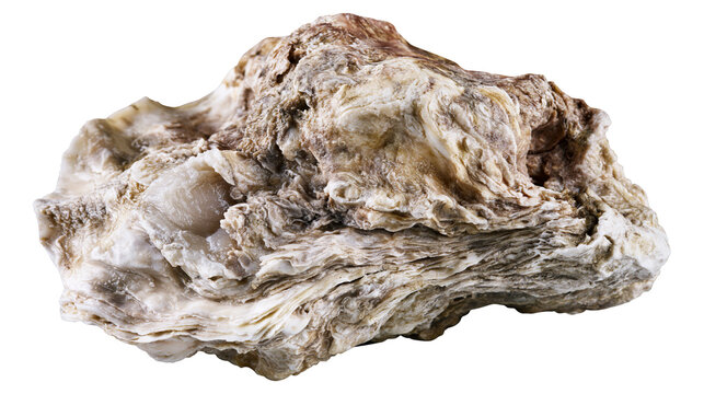 Rough textured oyster shell with layered structure