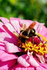 Bumblebee gathering nectar on bright pink zinnia flower close-up, macro photography © glebantiy