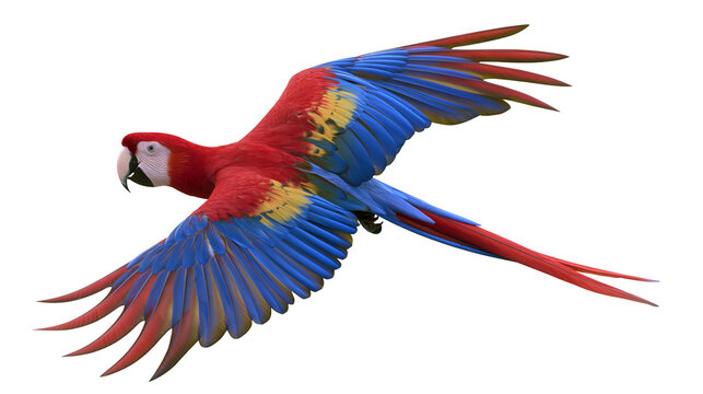 Scarlet Macaw parrot flying with spread wings red blue, yellow feathers