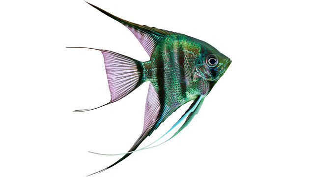 Green Angelfish with Black Stripes and Purple Fins