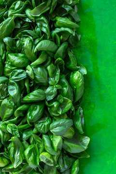 Background with fresh basil leaves.